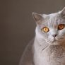 读者「一只猫的下午」的头像